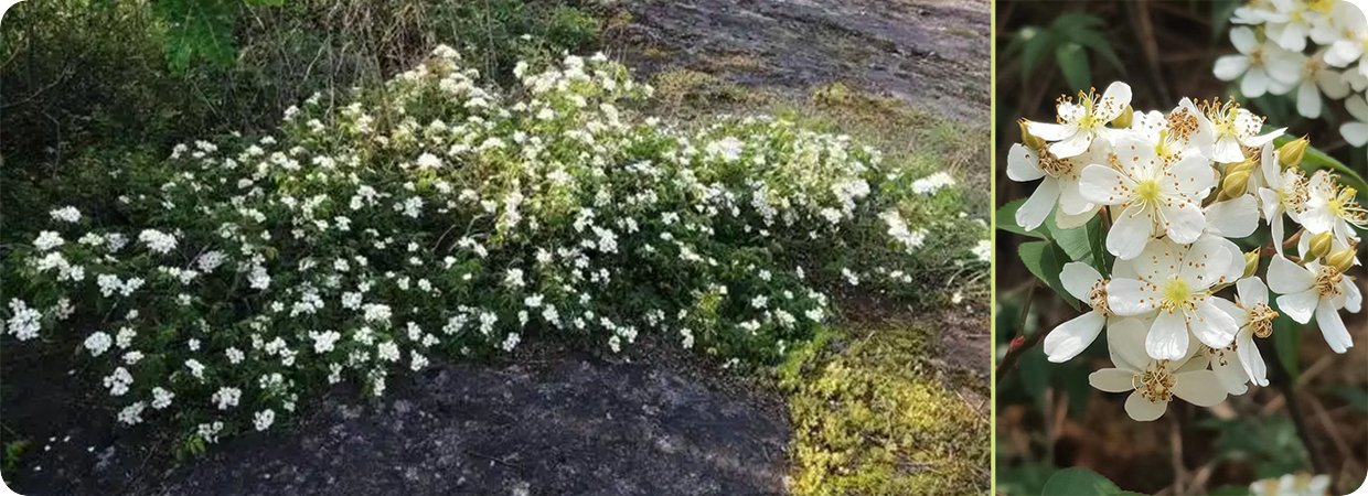 Rosa Cymosa Absolute Oil 