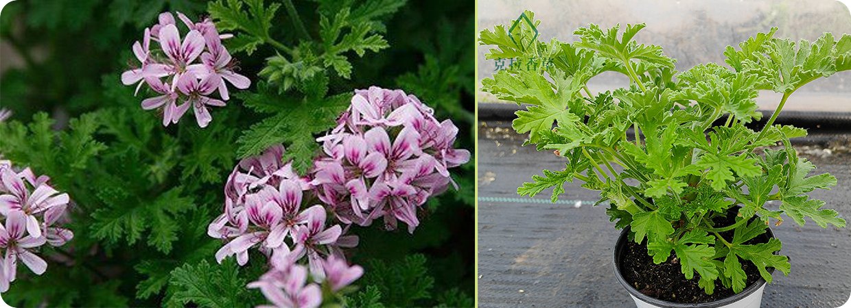 Rose Geranium Essential Oil