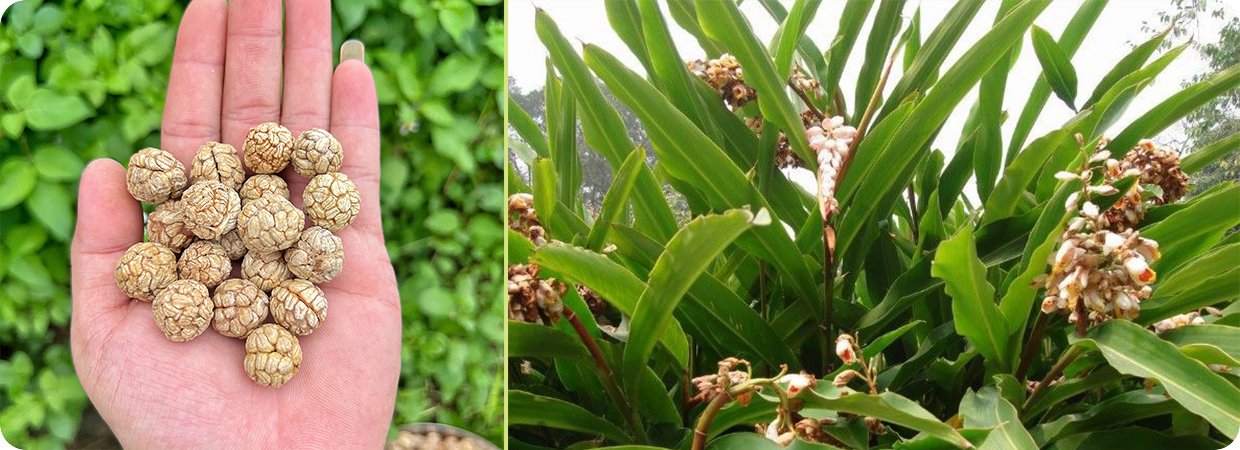 Shell Ginger Essential Oil 
