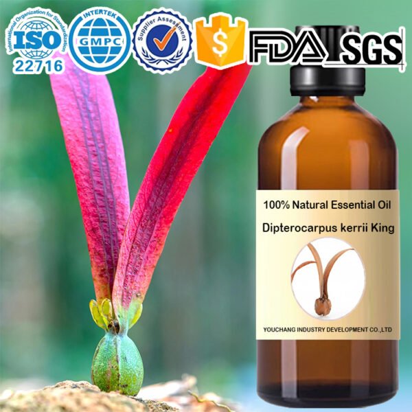 Steam Distilled Dipterocarpus Kerrii Oil