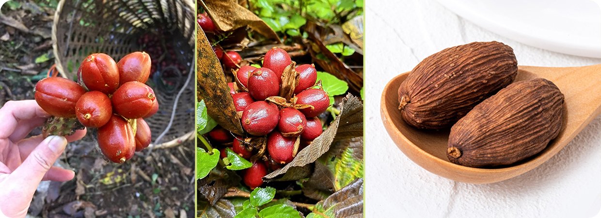 Tsaoko Cardamom Essential Oil 