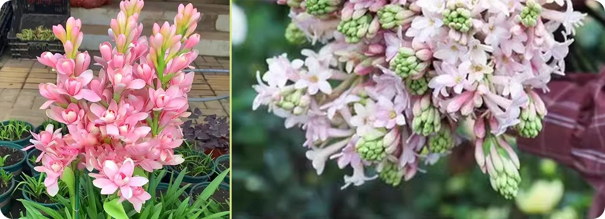 Tuberose Essential Oil