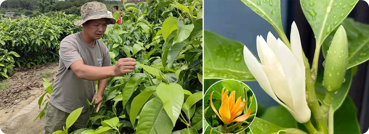 White Champaca Leaf Oil 