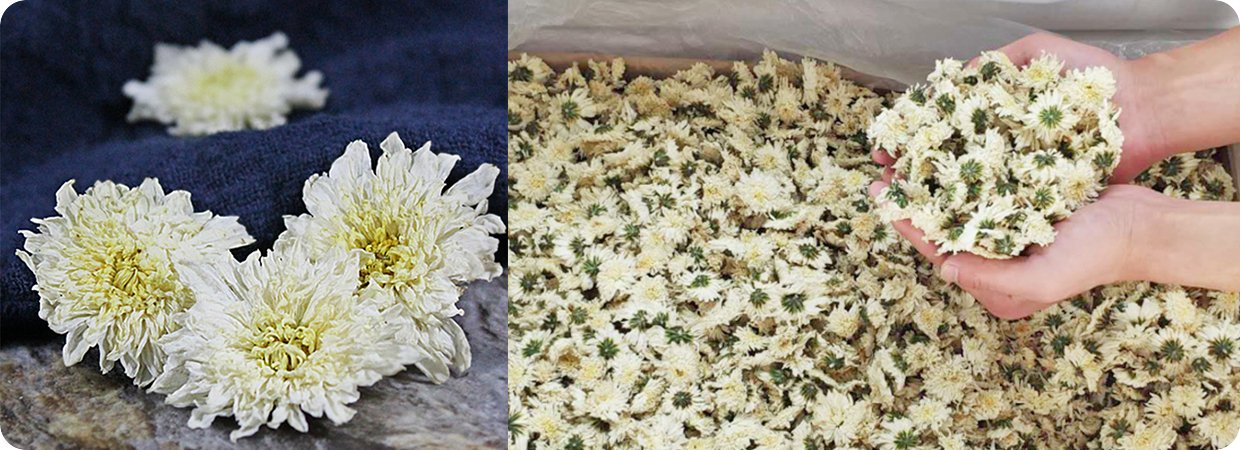 White Chrysanthemum Absolute Oil 