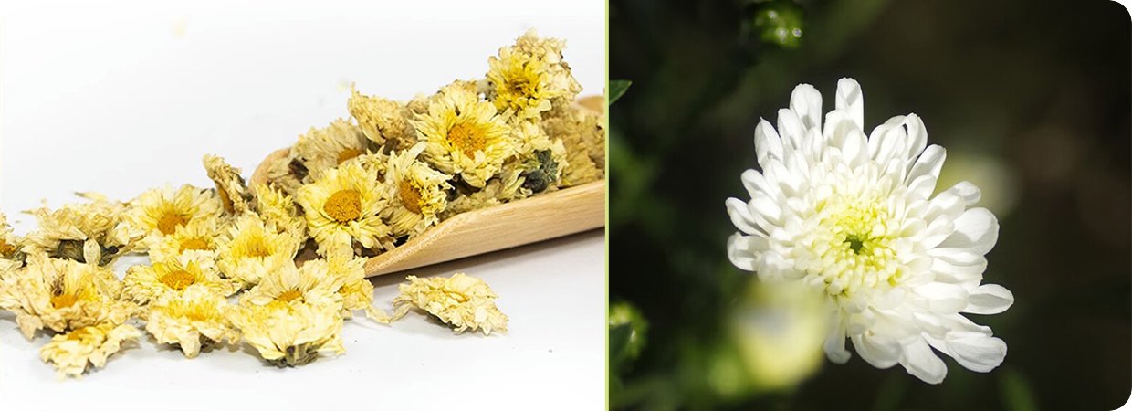 White Chrysanthemum Concrete Oil