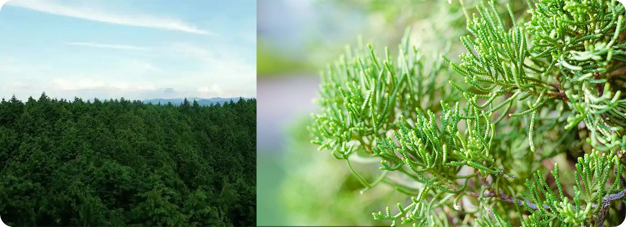 Wholesale Hinoki Cypress Essential Oil 