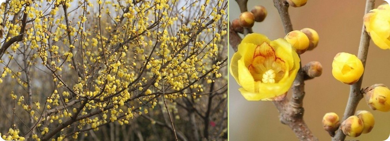 Wintersweet Essential Oil