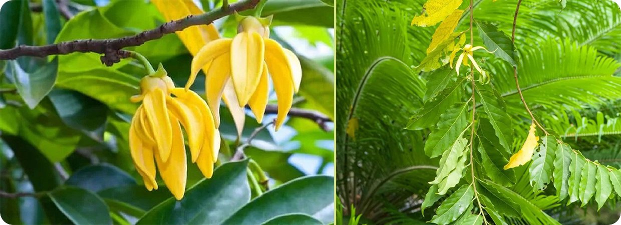 Ylang-Ylang Essential Oil