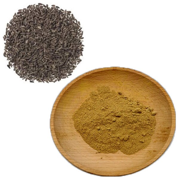 Burdock Seed Extract – Halal-Certified Blood Cleanser & Detox Ingredient for Skin Serums & Functional Teas (Bulk Supply)