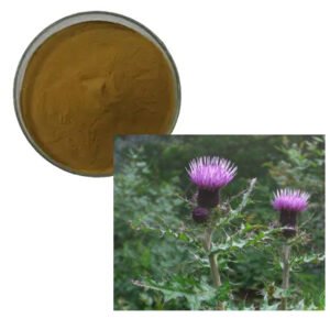 Cirsii Japonici Extract – Natural Antioxidant for Liver Health Support