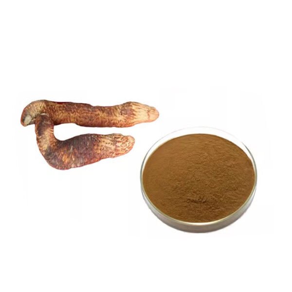 Cistanche Extract Powder – Herbal Energy & Immune Support Ingredient, cGMP Certified Bulk Supply for Dietary Supplements