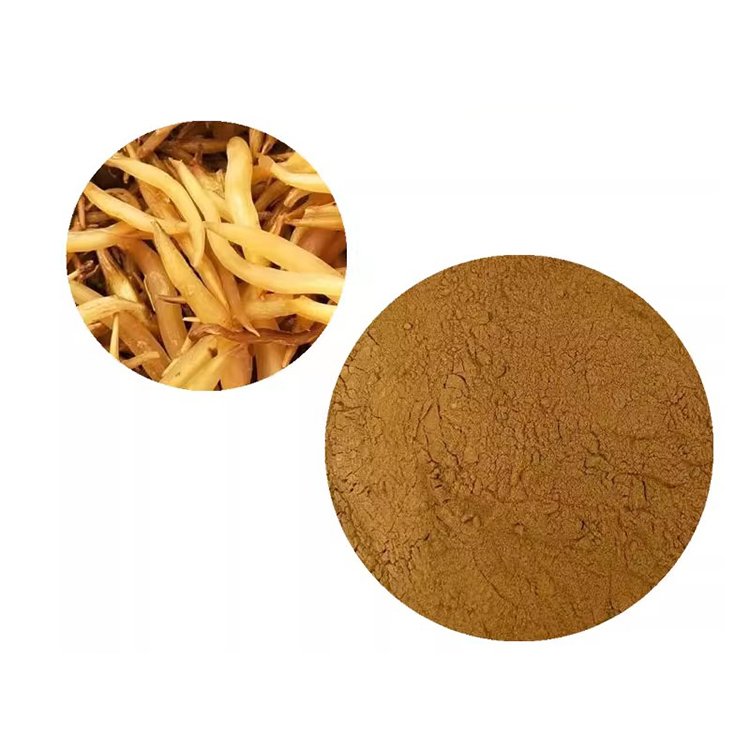 Cochinchinese Asparagus Extract – Natural Diuretic & Liver Detox Herb for Functional Supplements | cGMP Bulk Supply
