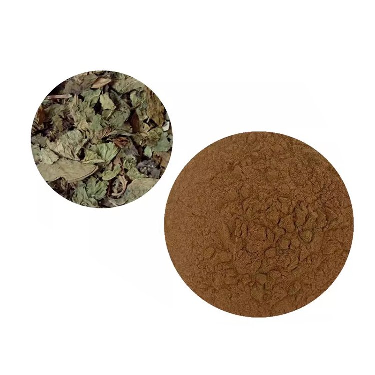 Eucommia Leaf Extract Powder – Bone & Joint Health Herb, EU Novel Food Approved, Halal & Kosher Certified Bulk Supply