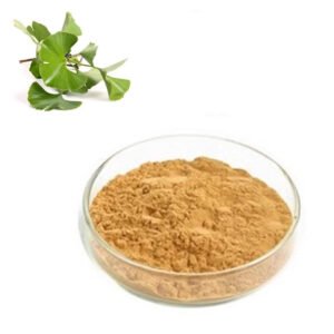 USP Grade Ginkgo Biloba Leaf Extract – 24% Flavone Glycosides for Memory, Focus & Circulation Support in Bulk