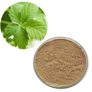 Gynostemma Extract – Natural Longevity Adaptogen for Energy Drinks, Stress Support & Anti-Fatigue Wellness Powders (Global Export)