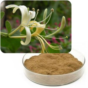 Lonicera Japonica (Honeysuckle) Extract – cGMP Certified Antioxidant & Anti-inflammatory Ingredient for Supplements and Functional Foods