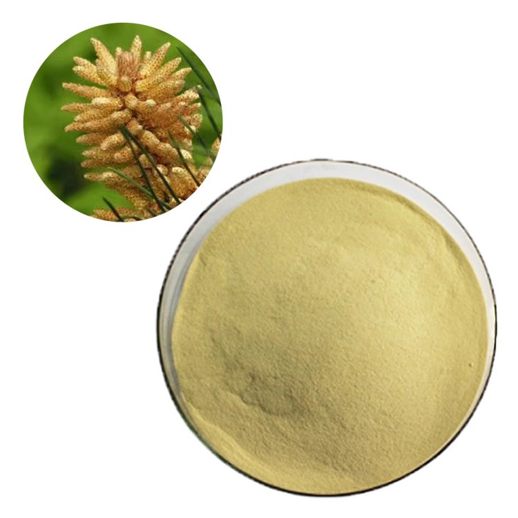 Pinus Pollen Extract – Natural Testosterone & Vitality Support – Organic Sports Nutrition Powder – Certified Bulk Wholesale Supply