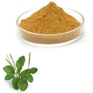 Plantain Herb Extract – Vegan Respiratory Support Ingredient for Natural Cough Syrups & Bronchial Health Formulas | Kosher Bulk Supply