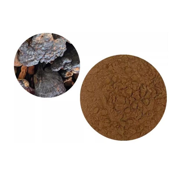 Reishi Mushroom Extract – Premium Dual Extract with Triterpene Complex for Oncology Support | Pharmaceutical-Grade, cGMP Certified