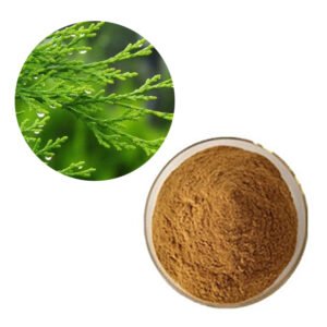 Thuja Extract – Kosher-Certified Immune & Respiratory Support Botanical for Herbal Syrups & Pet Care Formulas (Bulk Supply)