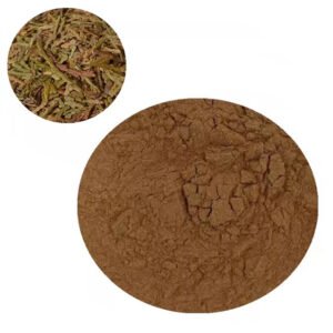 Thuja Extract for Immune Fortifying Syrups & Pet Respiratory Care – Kosher Herbal Bulk Supply