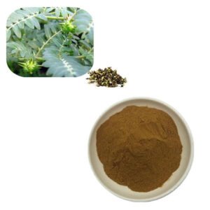 Tribulus Fruit Extract – Natural Testosterone Booster for Libido & Muscle Support | cGMP Bulk Herbal Supply