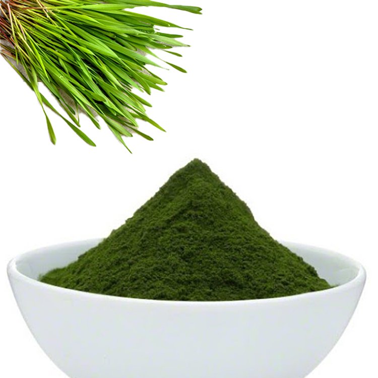 Barley Grass Powder – Organic Chlorophyll-Rich Detox & Alkalizing Green Superfood | Halal Certified | cGMP Bulk OEM/ODM Supply