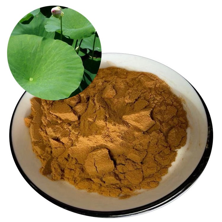 Lotus Leaf Extract – SGS, USDA, Halal Certified Ingredient for Metabolic Support, Detox Drinks & Weight Control in Global Bulk Supply