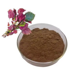 Perilla Extract 85% Rosmarinic Acid | Halal & Kosher Certified Respiratory & Allergy Relief Ingredient | Pharma-Grade Bulk Supply
