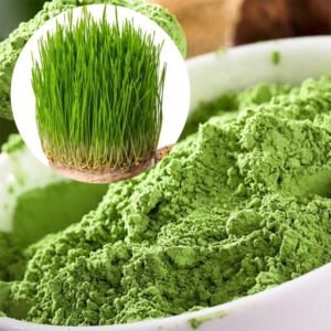 Wheatgrass Powder – Iron & Folate-Rich Blood Builder for Vegan & Prenatal Nutrition | Halal Certified | cGMP Bulk Pharma-Grade Supply