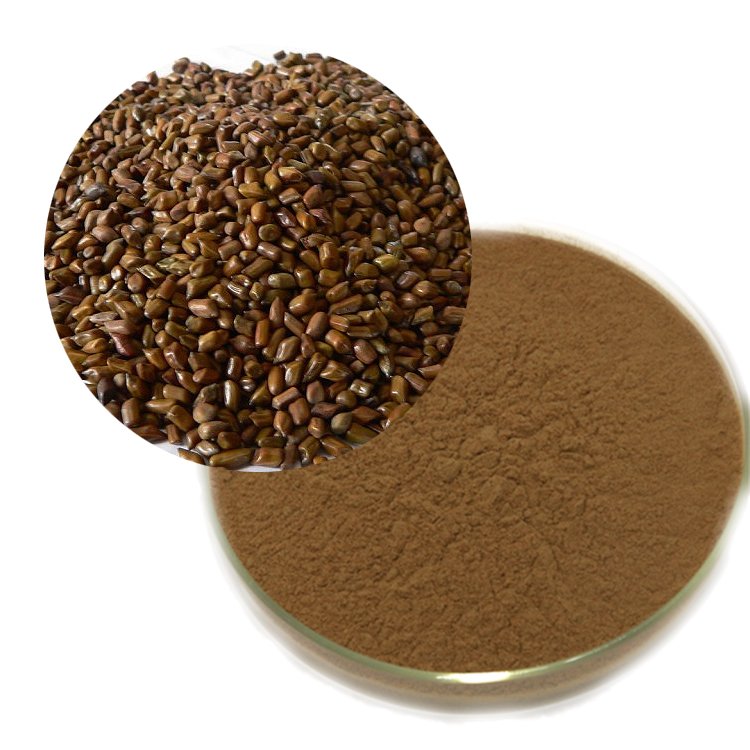 Obtusin Extract – TCM-GMP Certified Botanical Ingredient for Digestive Health, Functional Teas & Gut Wellness Formulas in Bulk Supply