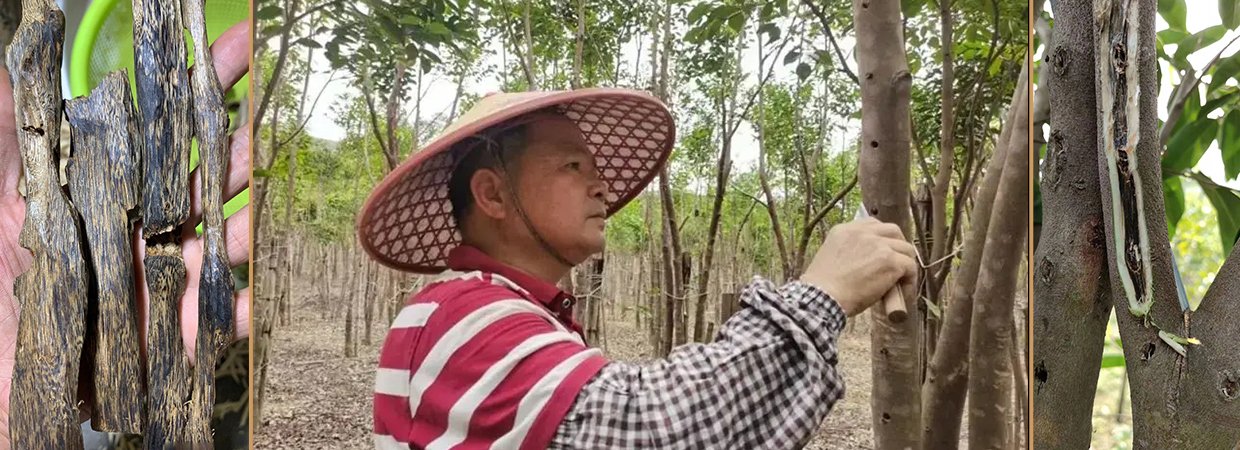 Sustainable Agarwood Plantation Base for Oud Oil Production