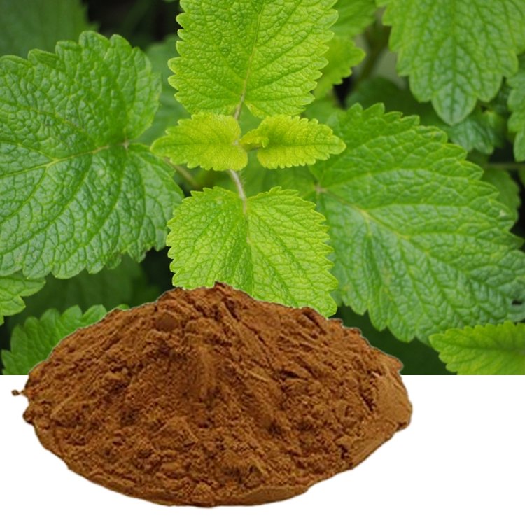 Water-Soluble Lemon Balm Extract Powder with 5.2% Rosmarinic Acid – Natural Food Antioxidant