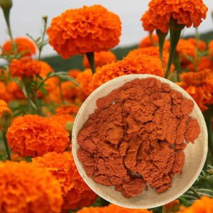 Lutein 75% Powder Marigold Extract Bulk Supplier