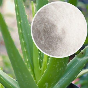 Aloe Vera Leaf Polysaccharides 2000:1 Powder – High Concentration Natural Aloe Extract for Health Supplements and Skincare