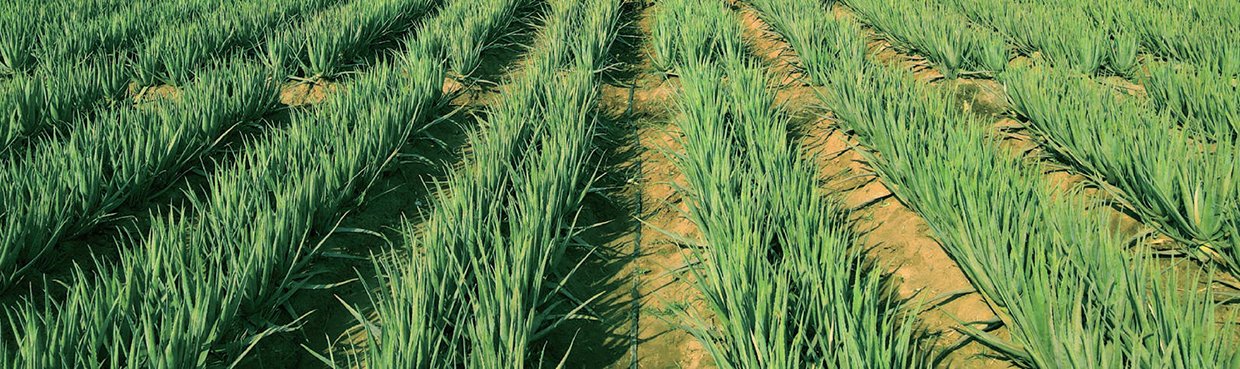 Aloe Vera Plantation for bulk raw materials supply