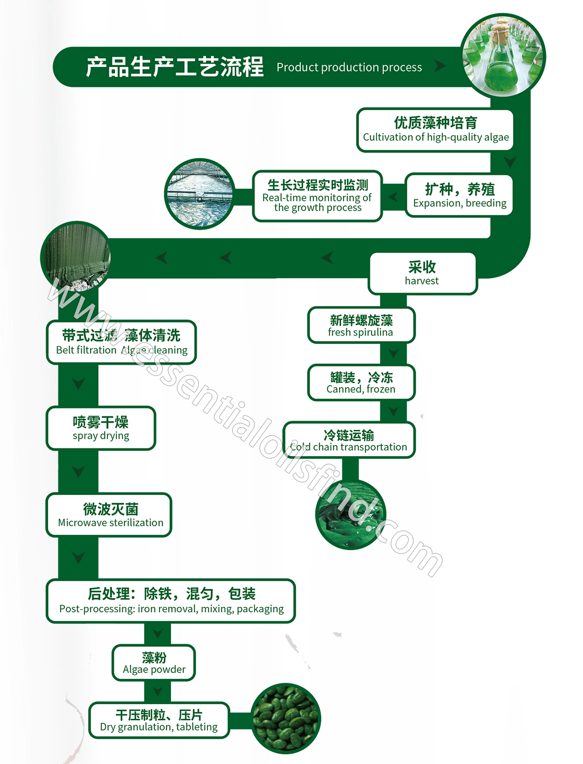 Blue Spirulina Powder Production Process – Step-by-Step Overview
