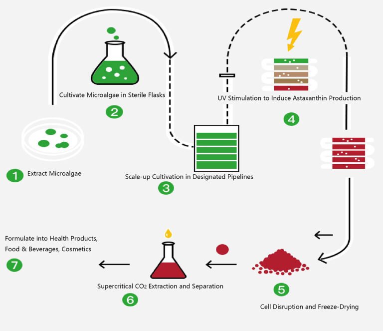 Astaxanthin Production Process Flow from Haematococcus pluvialis Microalgae