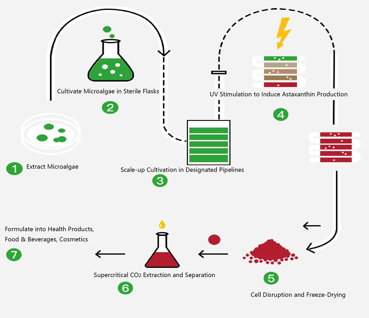 Astaxanthin Production Process Flow from Haematococcus pluvialis Microalgae