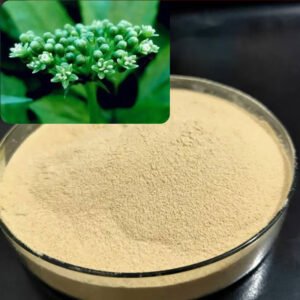 Panax Ginseng Flower Extract Powder for Nutraceuticals and Health Supplements