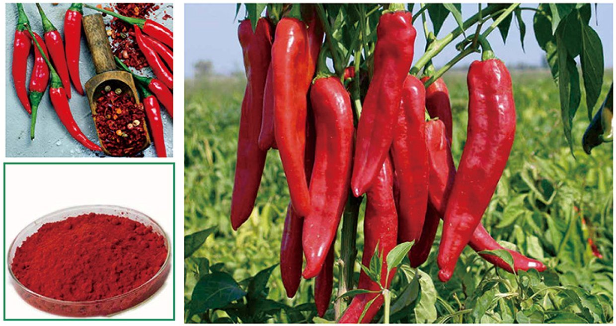 Paprika Red Natural Color Extract powder for food and beverage applications
