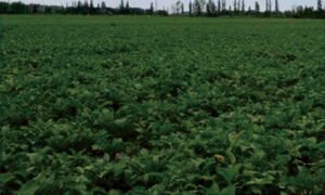 Plant-based radish red colorant natural food coloring ingredient