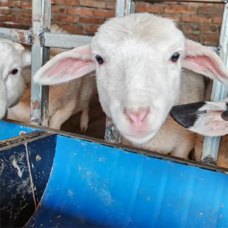 Sheep feed additives with natural plant extracts for nutrition and growth