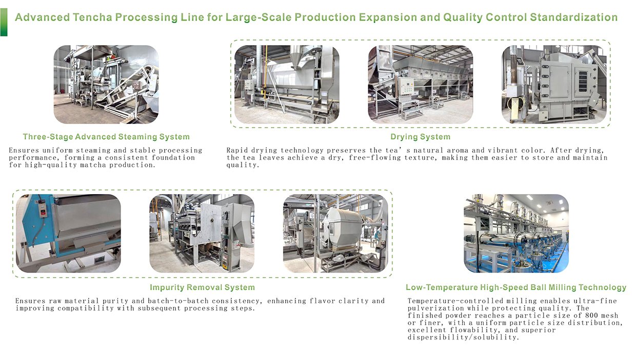 Advanced Matcha Processing Line for Premium-Grade Matcha Powder Production