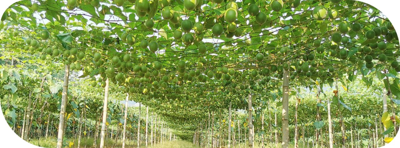 Luo Han Guo orchard with mature monk fruit growing in sustainable plantations for natural sweetener extract production