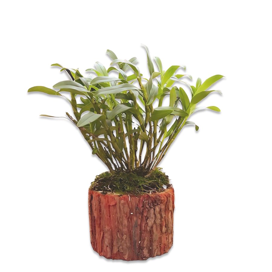 Polysaccharide-rich Dendrobium officinale extract powder