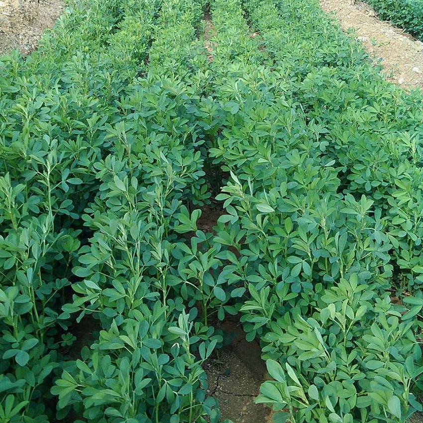 Alfalfa raw material for Sodium Copper Chlorophyllin production
